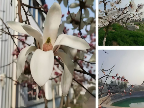 春暖花开